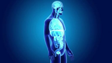 3D Anatomi organlarla  