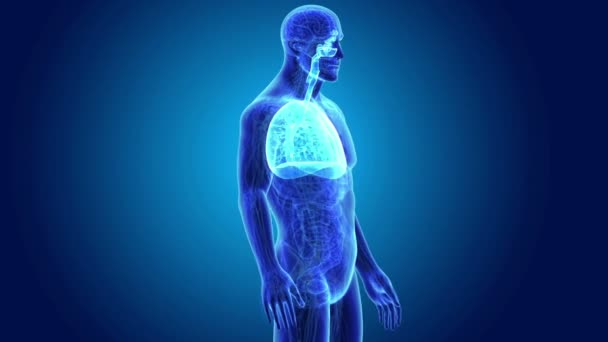 Pulmones y diafragma con cuerpo — Vídeos de Stock