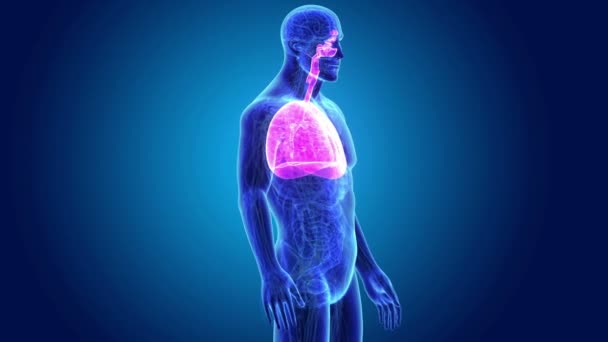 Pulmones y diafragma con cuerpo — Vídeo de stock