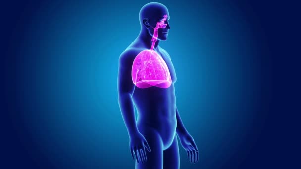 Hart, longen en het middenrif met lichaam — Stockvideo
