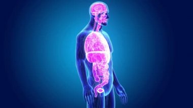 3D Anatomi organlarla  