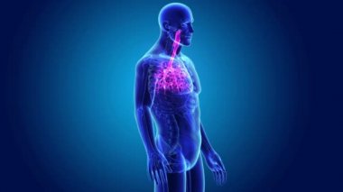 Trakea vücut ön görünümü ile