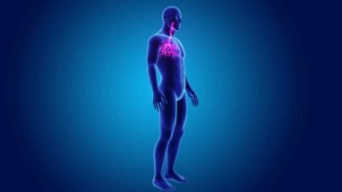 Trakea vücut ön görünümü ile