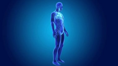 Trakea vücut ön görünümü ile