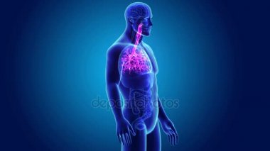 Trakea vücut ön görünümü ile