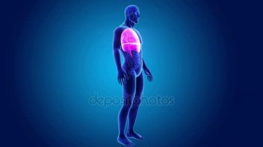 Kalp, akciğerler ve diyafram gövdeli 