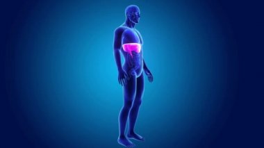 anatomi ile 3D diyafram