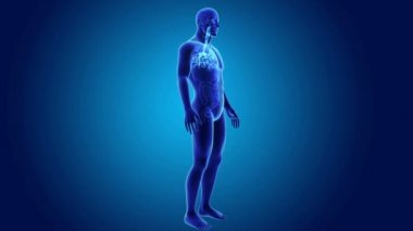 Trakea vücut ön görünümü ile