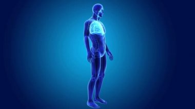 akciğerler ve diyafram gövdeli 