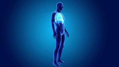 Kalp, akciğerler ve diyafram gövdeli 