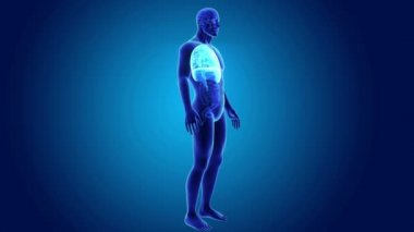 Kalp, akciğerler ve diyafram gövdeli 