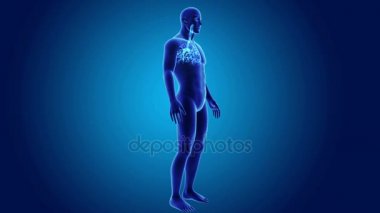 Trakea vücut ön görünümü ile