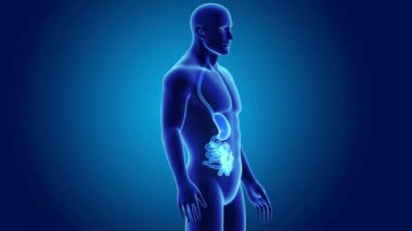 Mide ve ince bağırsak 