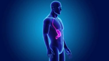 Mide ve ince bağırsak 