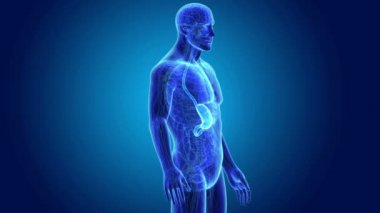 Mide ve ince bağırsak 