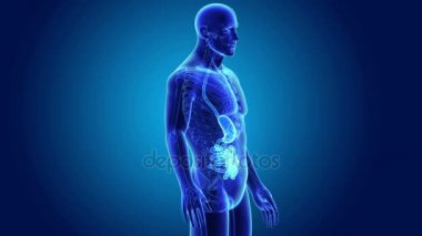 Mide ve ince bağırsak 