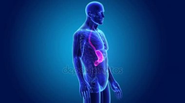 Mide ve ince bağırsak 