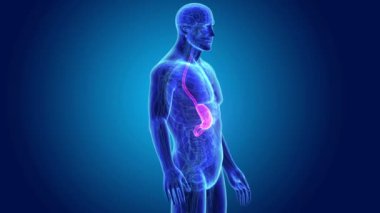 Mide ve ince bağırsak 