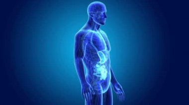 Mide ve ince bağırsak 