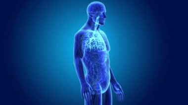 Trakea vücut ön görünümü ile