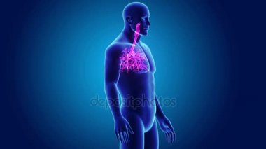 Trakea vücut ön görünümü ile