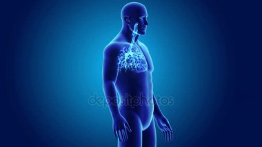 Trakea vücut ön görünümü ile