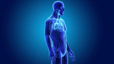 Trakea vücut ön görünümü ile