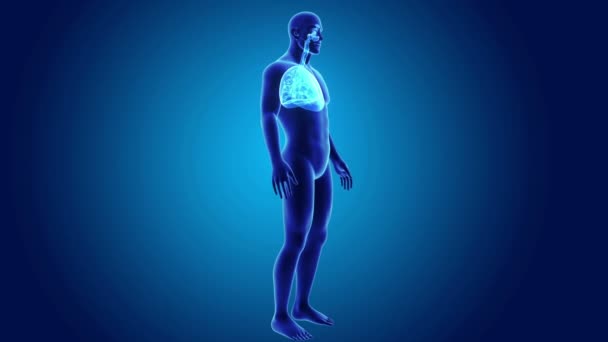 Cuore umano con polmoni con scheletro — Video Stock