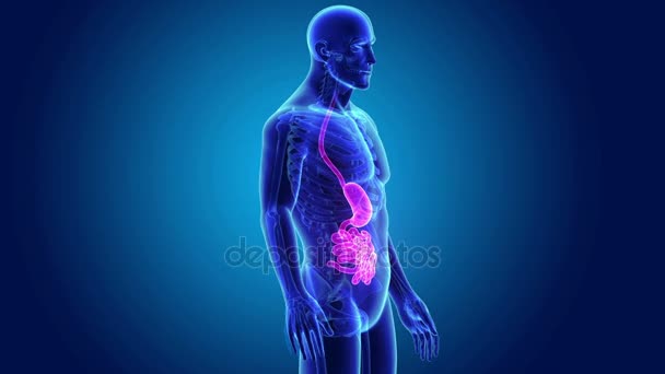 Stomach and small intestine — Stock Video