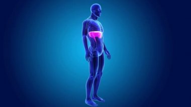 insan diyafram anatomisi