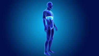 insan diyafram anatomisi