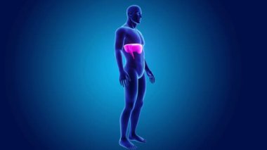 anatomi ile 3D diyafram