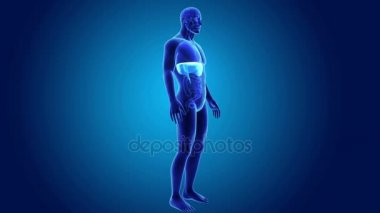 anatomi ile 3D diyafram