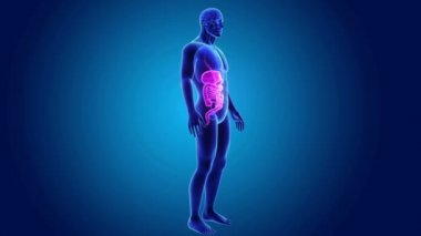Sindirim sistemi organları ile