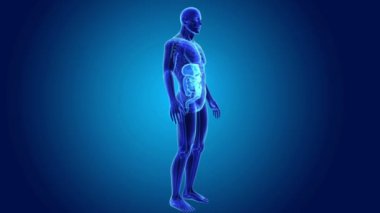 İskelet beden ile sindirim sistemi