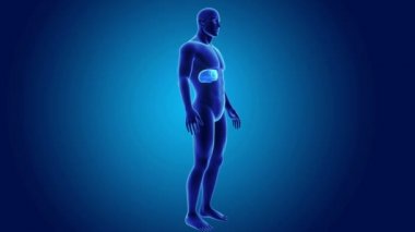 insan karaciğer anatomisi