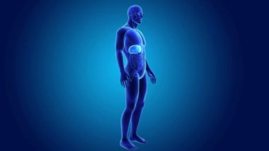 insan karaciğer anatomisi