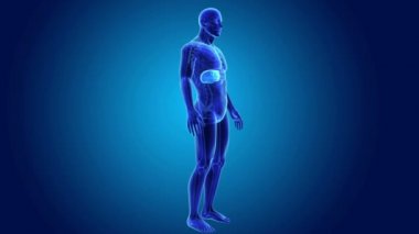 insan karaciğer anatomisi