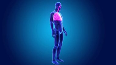 Akciğerler zoom ile iskelet 