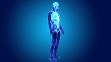 Organların iskelet gövdeli 