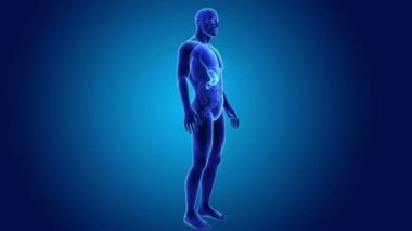 Mide ve ince bağırsak 