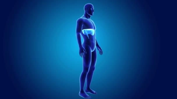 Diaphragme 3d avec anatomie 