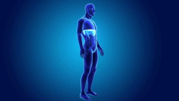 Anatomi ile 3D diyafram — Stok video