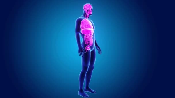 3D органи з анатомією — стокове відео