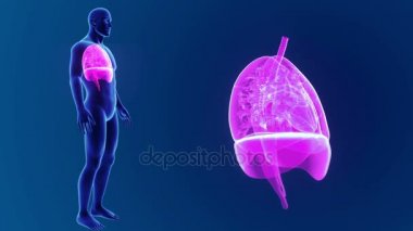 Akciğerler zoom ile iskelet 