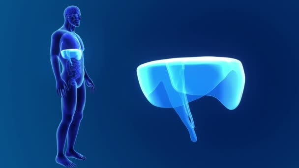 3D-diafragma met anatomie — Stockvideo