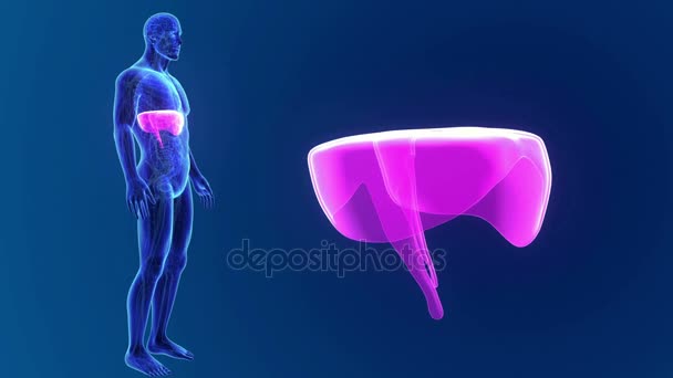 3d Diaframma con anatomia — Video Stock