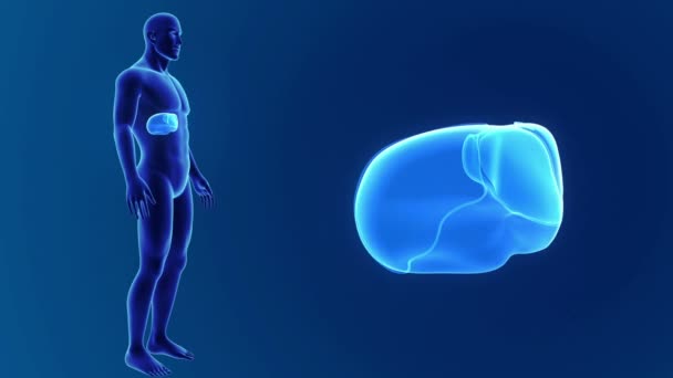 Human liver anatomy — Stock Video