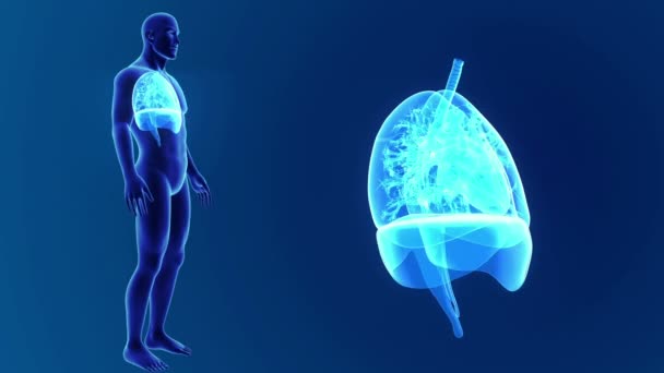Lungs zoom with skeleton — Stock Footage Lungs zoom with skeleton Stock Video