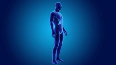 Mide ve ince bağırsak 